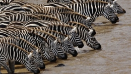 wallpaper-zebra-01.jpg