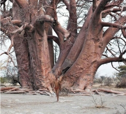 arbres,old tjikko,clones,mt fulu,acacia caffra