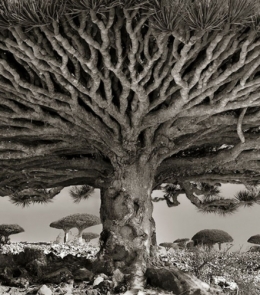 le-dragonnier-de-socotra-un-arbre-endemique-de-l-le-de-socotra-situee-en-mer-d-arabie-au-yemen_68651_w620.jpg