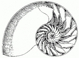 coquille02.gif