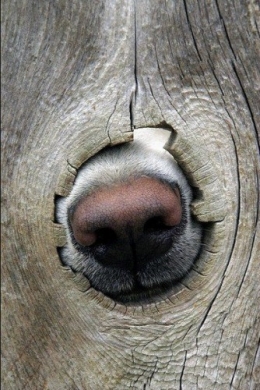tumblr_m13h4m2jFI1qkd5lyo1_400.jpg