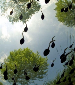 bert-willaert-arrive-en-tete-de-la-competition-avec-cette-image-d-un-banc-de-tetards-flottant-a-la-surface-d-un-petit-canal-en-belgique_65456_w460.jpg