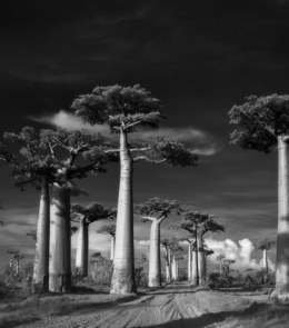 une-avenue-de-baobabs_68652_w620.jpg