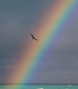 arc en ciel,rainbow