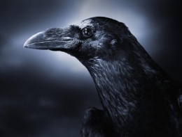 corbeau,expériences