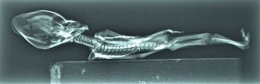 humanoide-d-atacama-extraterrestre-2.jpg