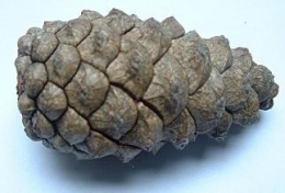 pomme_pin.jpg
