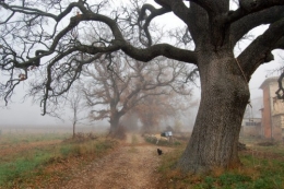 vieux-chene-brume_6313.jpg