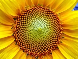 fibonacci,spirales,escargot,tournesol,ananas