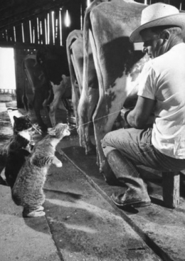 lait,sein,giclée,chat