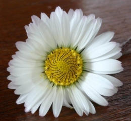 fibonacci,spirales,escargot,tournesol,ananas