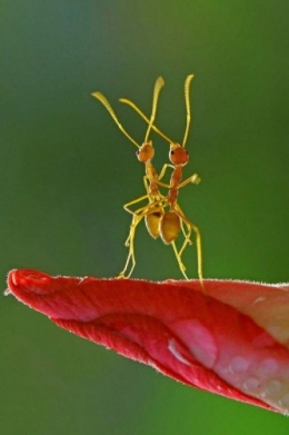 animaux,couleurs
