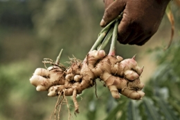 alimentation, santé