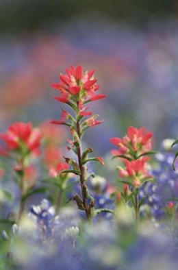 fleur.jpg