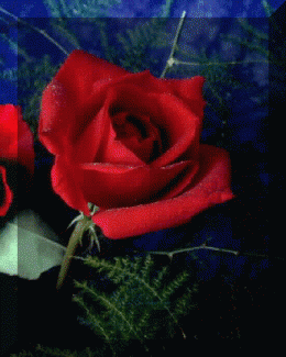 15eba0ee4f98b0f861a6e1dce46daabe.gif