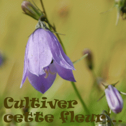 E002072_LRG.gif