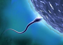 spermatozoide.jpg