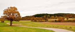 arbre.jpg