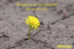 Fleuris-la-ou-tu-es-plante_imageWidth540.jpg