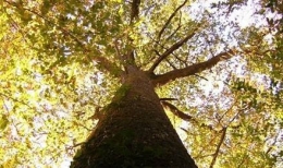 2487_tree_440x260.jpg