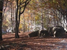 foret_1.jpg
