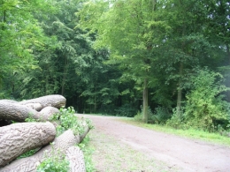 phalempin avec mon poussin 032.jpg