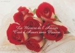 amour%20rose.jpg