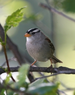 oiseau fond ecranZonotrichia_leucophrys1.jpg