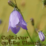 cultivercettefleur.gif