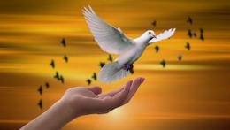 dove-3426159_1920-773x435 - Copie.jpg