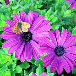 papillon2.jpg