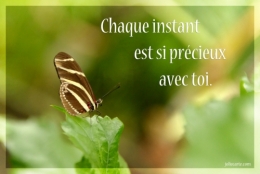 papillon.jpg