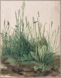 Albrecht_Dürer_-_The_Large_Piece_of_Turf,_1503_-_Google_Art_Project.jpg