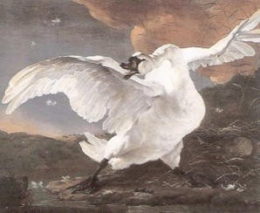 le cygne menacé,jan asselyn,peintre,cygne en colère