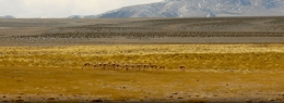 mines d'or argentine,veladero,pascua lama,famatina,rodeo,industrie minière argentine,megamineria,gustavo santaolalla,qhapaq ñan,réserve san guillermo,greenpeace,beder herrera,gioja
