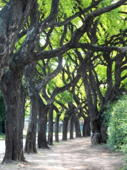 Bosques de Palermo.JPG
