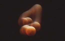 éclipse buenos aires 27 septembre.jpg