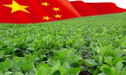 chine et soka argentin.jpg