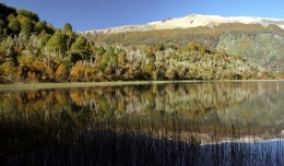bosque andio patagonico.jpg