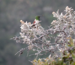Colibri.JPG