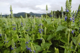 chia,graines de chia,chia argentine,super aliment,aliment diététique,alternative agricole,soja,aztèque