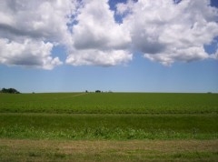 soja, argentine, soja argentin, soja transgénique, monsanto, exportations de soja, superficie cultivée, greenpeace