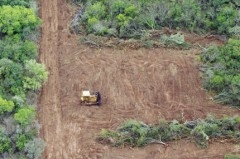 déforestation, chaco