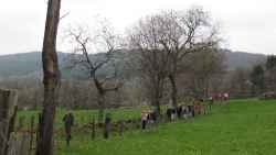 chemin dans la verdure