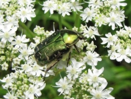 insectes, cétoine dorée, coléoptère, 