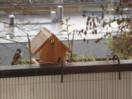 Moineau domestique 1496.jpg
