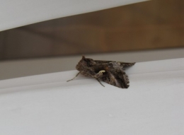 insectes, papillons