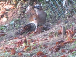 geai, oiseaux, 