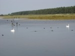cygnes.JPG
