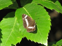 insectes, papillons, 